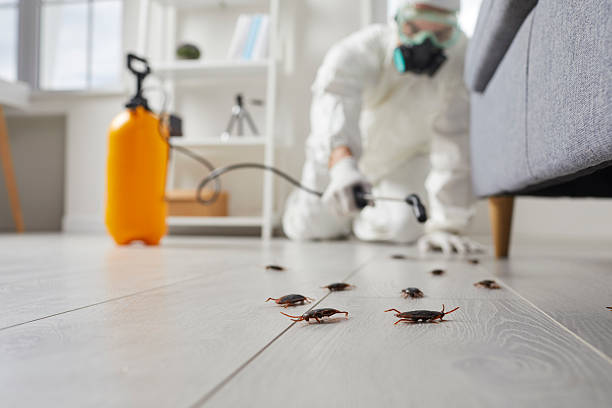 Affordable Termite Control solutions in Walcott, IA